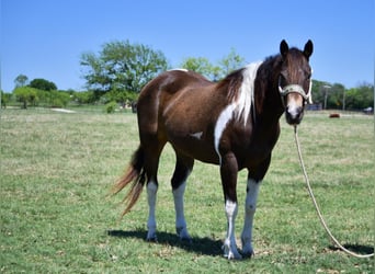 Paint Horse, Yegua, 8 años, 152 cm, Tobiano-todas las-capas