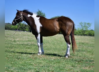 Paint Horse, Yegua, 8 años, 152 cm, Tobiano-todas las-capas