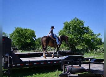 Paint Horse, Yegua, 8 años, 152 cm, Tobiano-todas las-capas