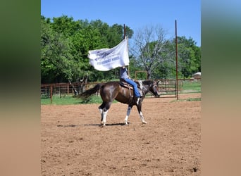 Paint Horse, Yegua, 8 años, 152 cm, Tobiano-todas las-capas