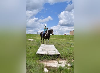 Paint Horse, Yegua, 8 años, 152 cm, Tobiano-todas las-capas