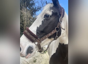 Paint Horse Mestizo, Yegua, 8 años, 160 cm, Pío