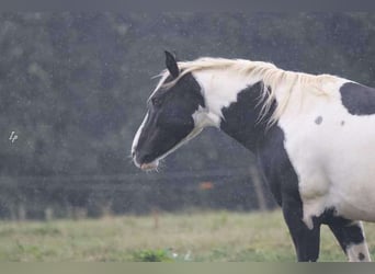 Paint Horse Mestizo, Yegua, 9 años, 140 cm, Tovero-todas las-capas