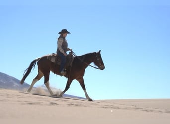 Paint Horse, Yegua, 9 años, 142 cm, Tobiano-todas las-capas