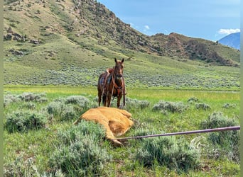 Paint Horse, Yegua, 9 años, 145 cm, Alazán rojizo
