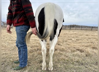 Paint Horse, Yegua, 9 años, 145 cm, Pío