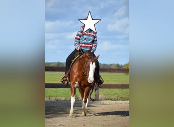 Paint Horse, Yegua, 9 años, 145 cm, Pío
