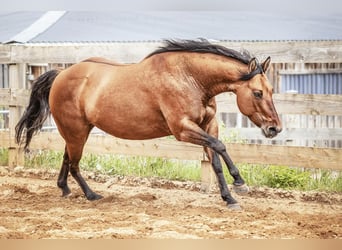 Paint Horse, Yegua, 9 años, 146 cm, Bayo