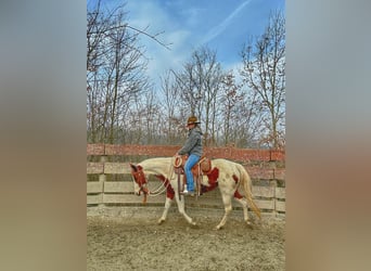 Paint Horse, Yegua, 9 años, 146 cm, Tobiano-todas las-capas