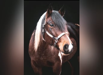 Paint Horse Mestizo, Yegua, 9 años, 150 cm, Pío