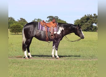 Paint Horse, Yegua, 9 años, 150 cm