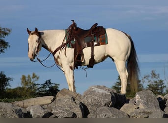 Paint Horse, Yegua, 9 años, 152 cm, Overo-todas las-capas