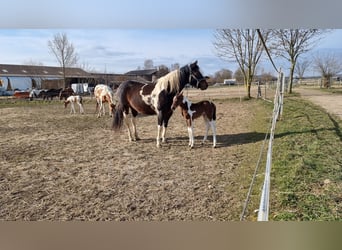 Paint Horse, Yegua, 9 años, 152 cm, Pío