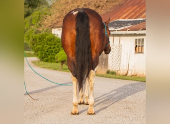 Paint Horse, Yegua, 9 años, 155 cm, Pío