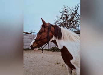 Paint Horse Mestizo, Yegua, 9 años, 158 cm, Pío