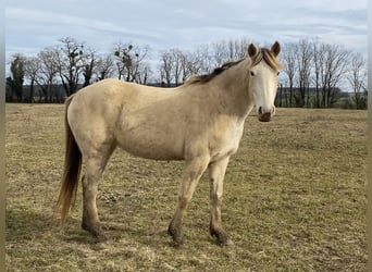 Paint Horse, Yegua, 9 años, 160 cm, Champán