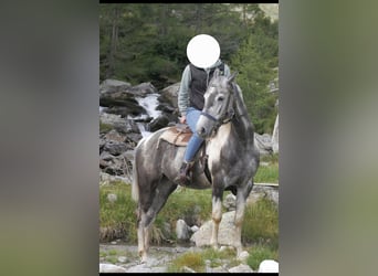 Paint Horse Mestizo, Yegua, 9 años, 165 cm, Pío
