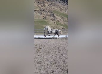 Paint Horse Mestizo, Yegua, 9 años, 165 cm, Pío