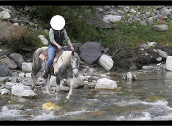 Paint Horse Mestizo, Yegua, 9 años, 165 cm, Pío
