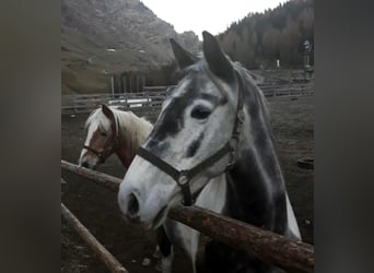 Paint Horse Mestizo, Yegua, 9 años, 165 cm, Pío