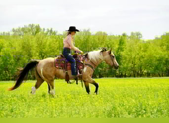 Paint Horse, Yegua, 9 años, Buckskin/Bayo