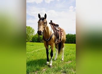 Paint Horse, Yegua, 9 años, Buckskin/Bayo