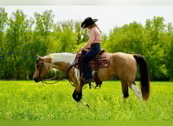 Paint Horse, Yegua, 9 años, Buckskin/Bayo