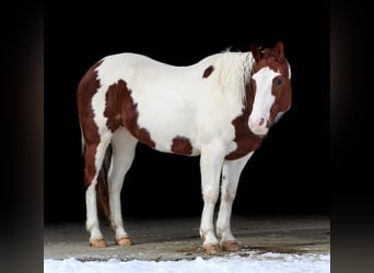 Paint Horse, Yegua, 9 años