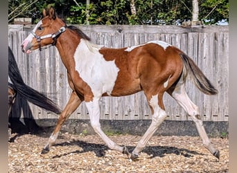 Paint Horse, Yegua, Potro (04/2024), 130 cm, Pío