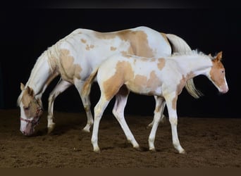 Paint Horse, Yegua, Potro (05/2023), 148 cm, Champán