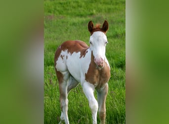 Paint Horse, Yegua, Potro (05/2025), 149 cm, Overo-todas las-capas