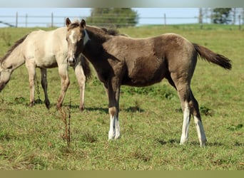 Paint Horse, Yegua, Potro (05/2025), 150 cm, Champán