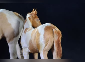 Paint Horse, Yegua, Potro (05/2025), 150 cm, Champán