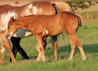 Paint Horse, Yegua, Potro (05/2023), 150 cm, Overo-todas las-capas