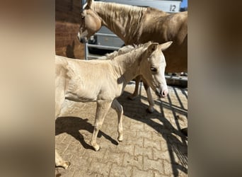 Paint Horse, Yegua, , 150 cm, Palomino