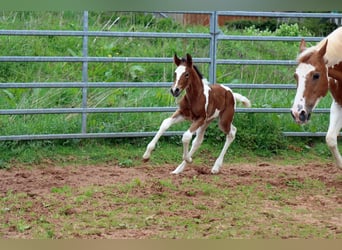 Paint Horse, Yegua, Potro (05/2023), 150 cm, Tobiano-todas las-capas