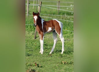 Paint Horse, Yegua, Potro (05/2023), 150 cm, Tobiano-todas las-capas