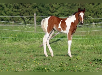 Paint Horse, Yegua, Potro (05/2023), 150 cm, Tobiano-todas las-capas
