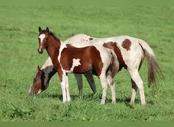 Paint Horse, Yegua, Potro (05/2023), 150 cm, Tobiano-todas las-capas