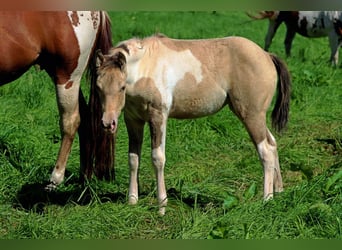 Paint Horse, Yegua, Potro (05/2023), 153 cm, Champán