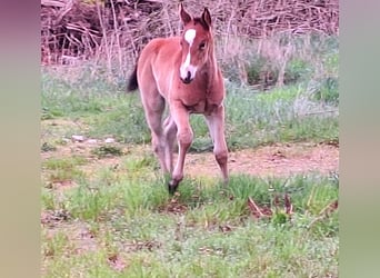 Paint Horse, Yegua, , 155 cm, Castaño oscuro
