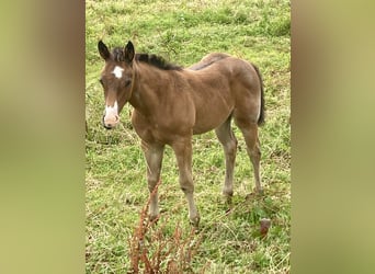 Paint Horse, Yegua, Potro (05/2023), 155 cm, Castaño-ruano