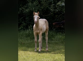 Paint Horse, Yegua, Potro (04/2023), 155 cm, Champán