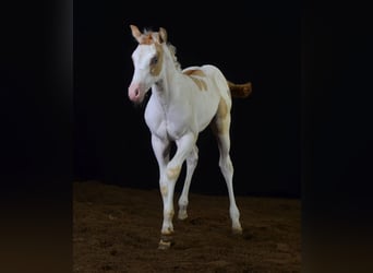 Paint Horse, Yegua, Potro (07/2023), 155 cm, Champán