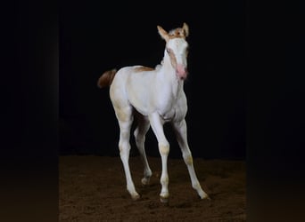 Paint Horse, Yegua, Potro (07/2023), 155 cm, Champán