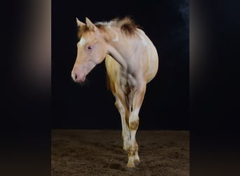 Paint Horse, Yegua, Potro (03/2023), 155 cm, Champán