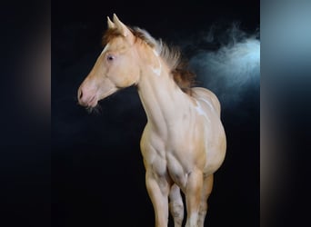 Paint Horse, Yegua, Potro (03/2023), 155 cm, Champán