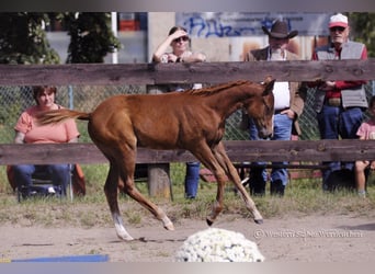 Paint Horse, Yegua, Potro (05/2023), 155 cm
