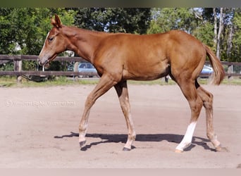 Paint Horse, Yegua, Potro (05/2023), 155 cm
