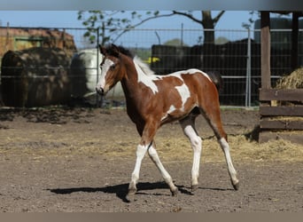 Paint Horse Mestizo, Yegua, Potro (01/2024), 156 cm, Pío